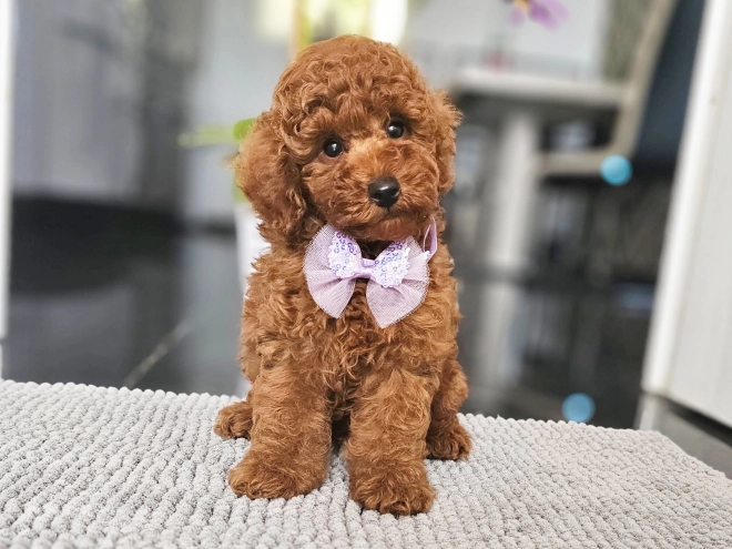 Miniature Poodle puppy for sale