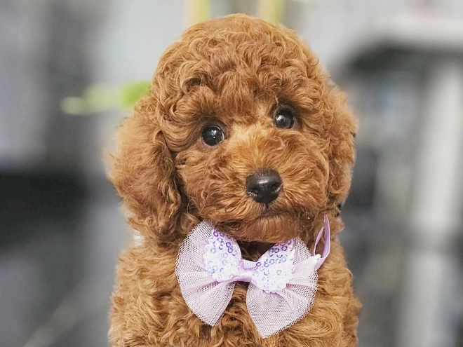 Miniature Poodle puppy for sale