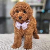 Tom, red Miniature Poodle for sale