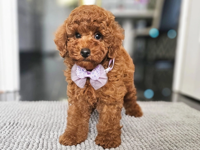 Miniature Poodle puppy for sale