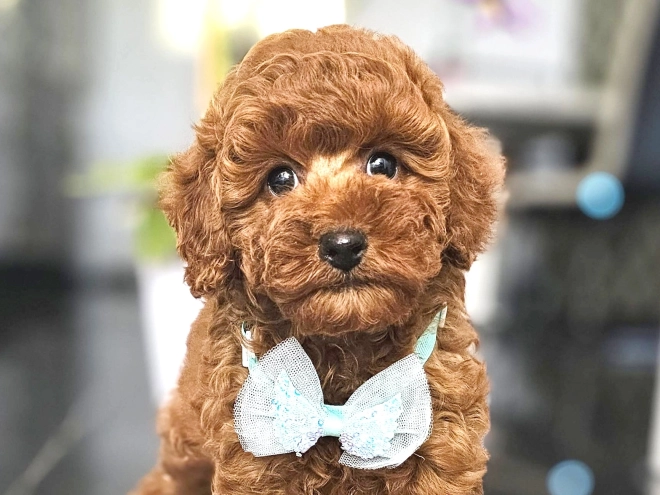 Miniature Poodle puppy for sale