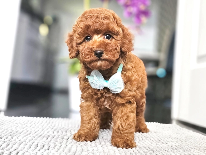 Miniature Poodle puppy for sale