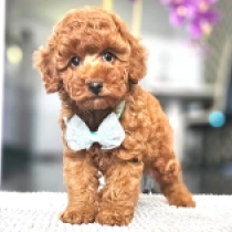 Jerry, red Miniature Poodle for sale