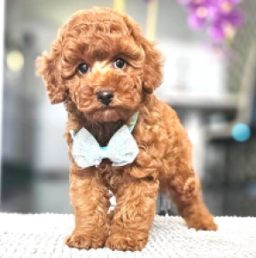 Miniature Poodle puppy for sale
