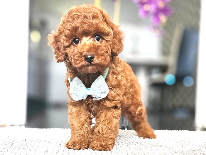 Miniature Poodle puppy for sale
