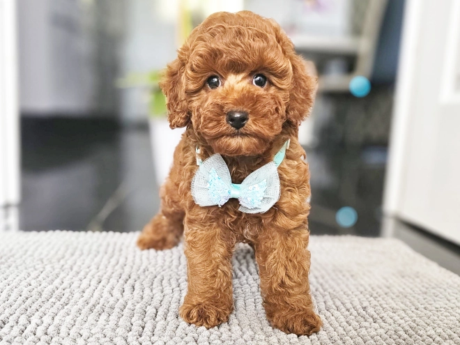 Miniature Poodle puppy for sale