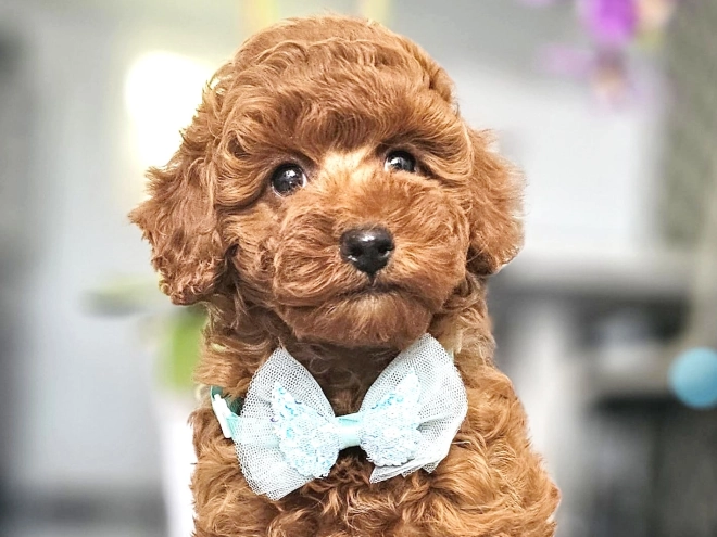 Miniature Poodle puppy for sale