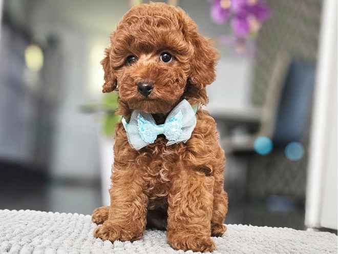 Miniature Poodle puppy for sale