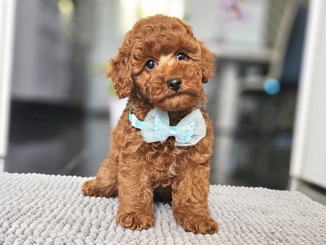 Miniature Poodle puppy for sale