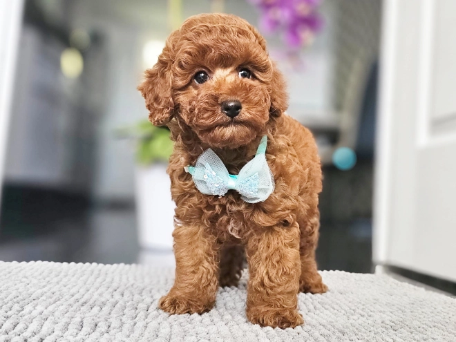 Miniature Poodle puppy for sale