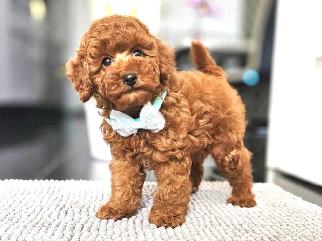 Miniature Poodle puppy for sale