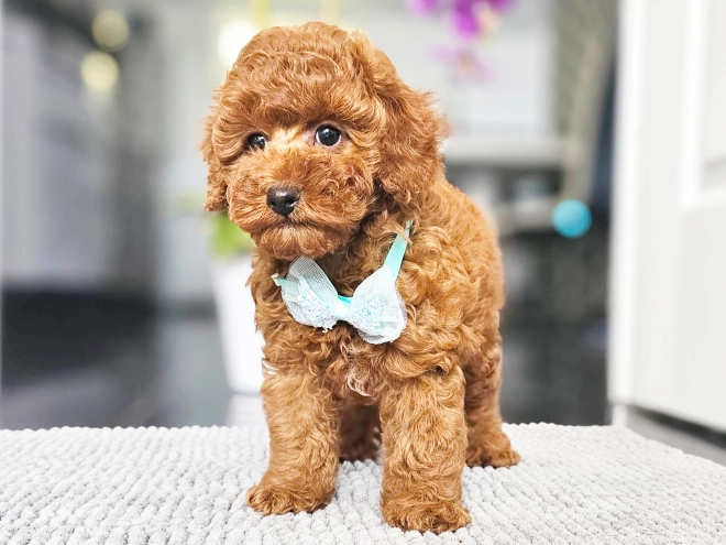 Miniature Poodle puppy for sale