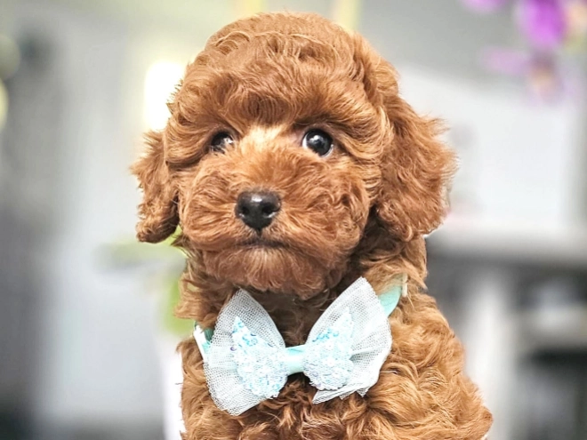 Miniature Poodle puppy for sale