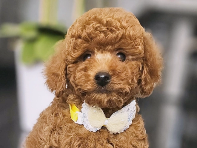 Miniature Poodle puppy for sale