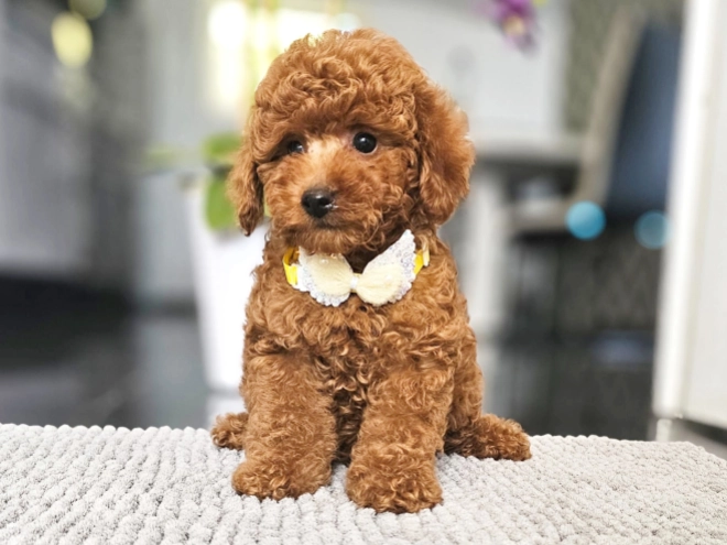 Miniature Poodle puppy for sale