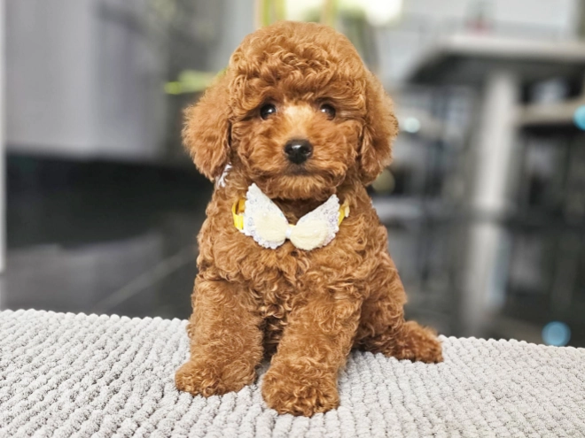 Miniature Poodle puppy for sale