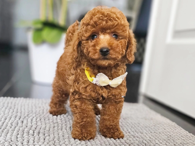 Miniature Poodle puppy for sale
