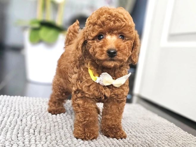 Miniature Poodle puppy for sale