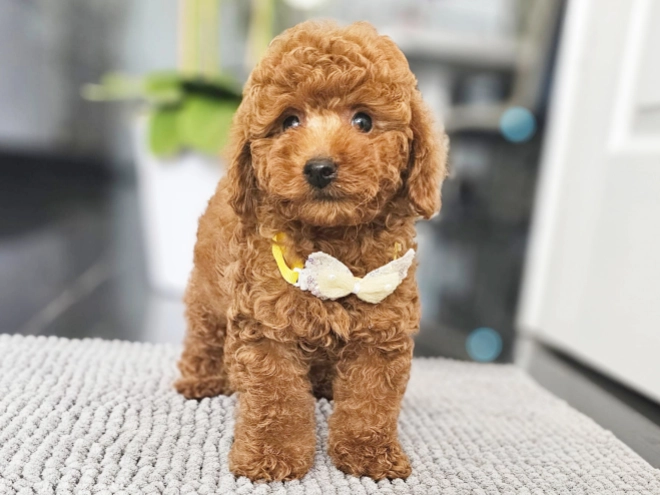 Miniature Poodle puppy for sale