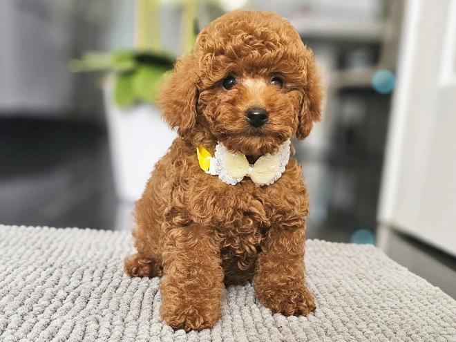 Miniature Poodle puppy for sale