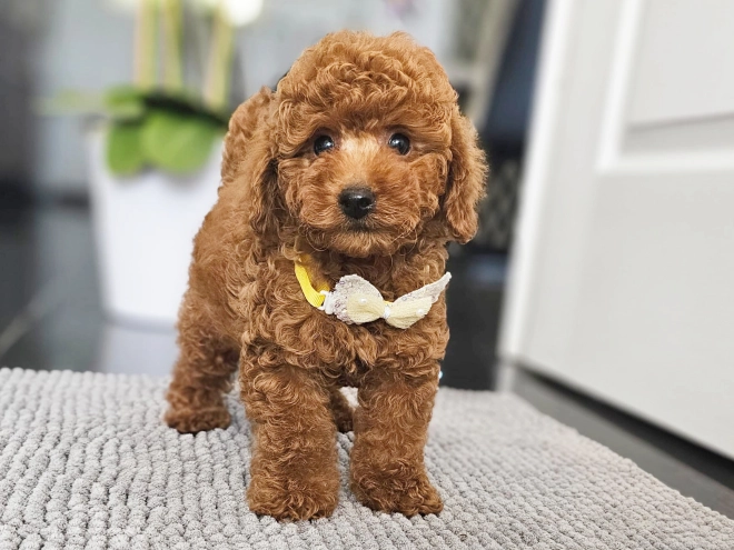 Miniature Poodle puppy for sale