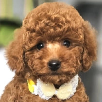 Andy, red Miniature Poodle for sale