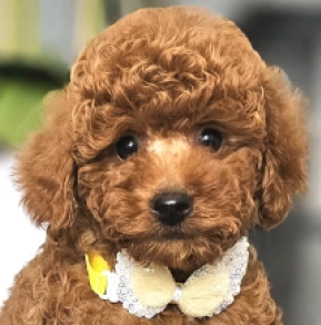 Miniature Poodle puppy for sale
