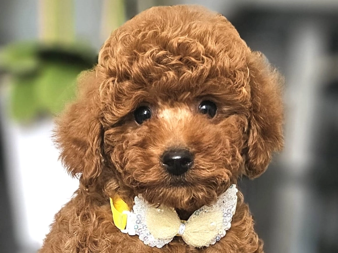 Miniature Poodle puppy for sale