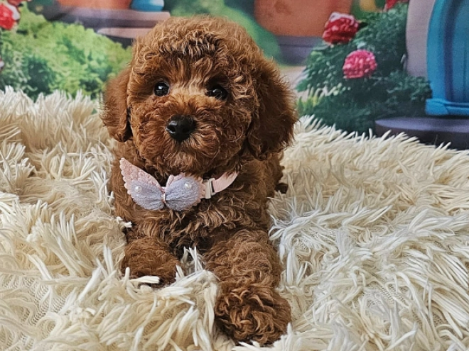 Miniature Poodle puppy for sale