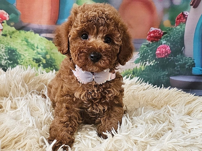 Miniature Poodle puppy for sale