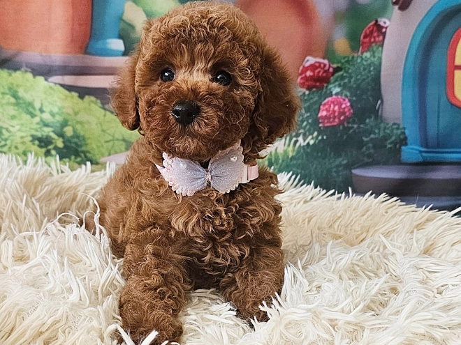 Miniature Poodle puppy for sale