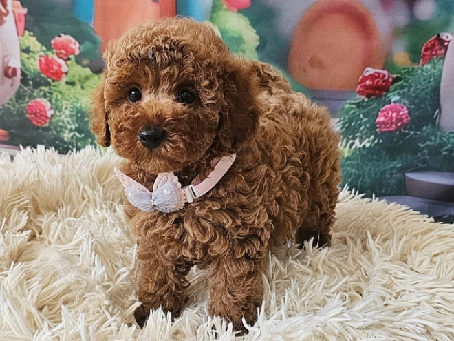 Miniature Poodle puppy for sale
