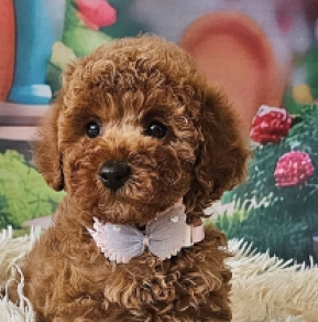 Miniature Poodle puppy for sale