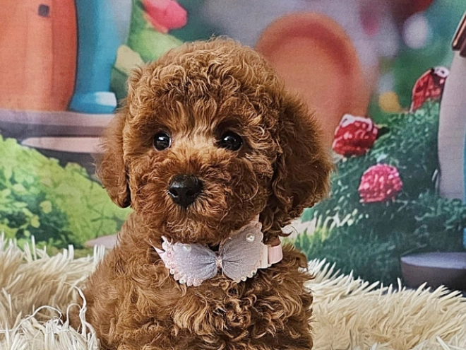 Miniature Poodle puppy for sale