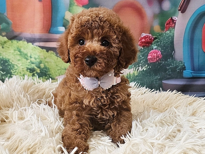 Miniature Poodle puppy for sale