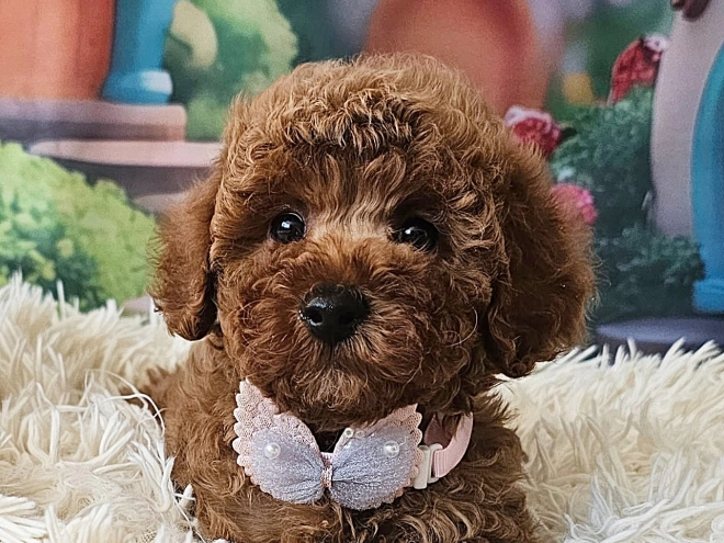 Miniature Poodle puppy for sale