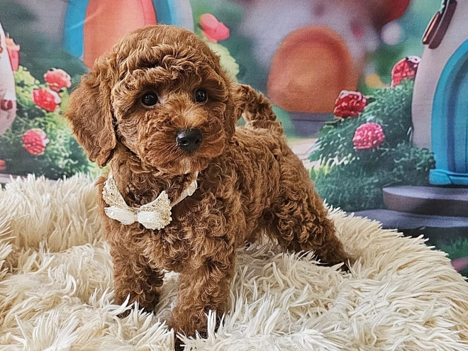 Miniature Poodle puppy for sale