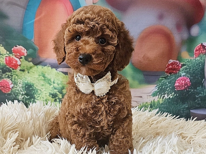 Miniature Poodle puppy for sale