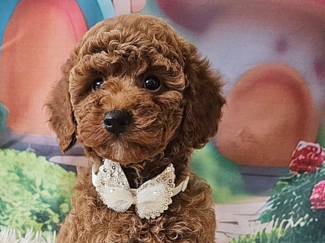 Miniature Poodle puppy for sale