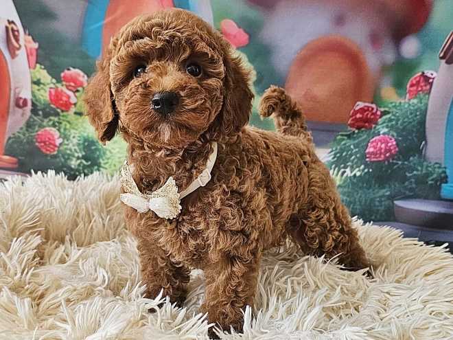 Miniature Poodle puppy for sale