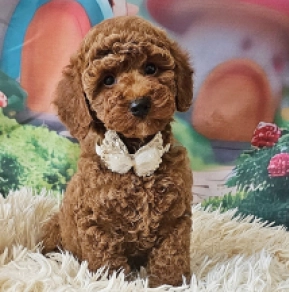 Miniature Poodle puppy for sale