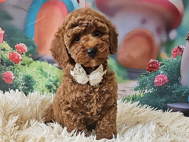 Miniature Poodle puppy for sale