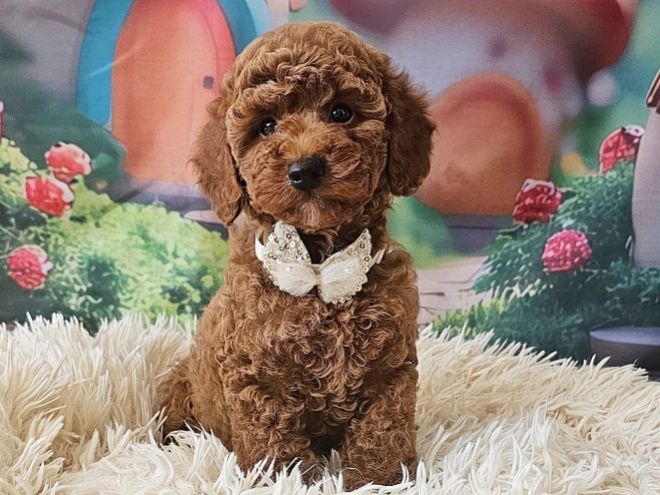 Miniature Poodle puppy for sale