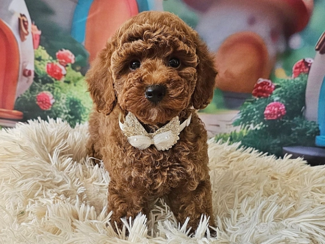 Miniature Poodle puppy for sale