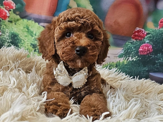 Miniature Poodle puppy for sale