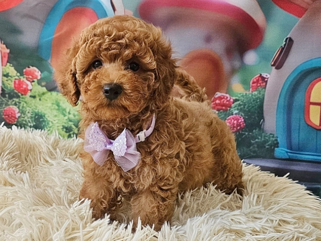 Miniature Poodle puppy for sale
