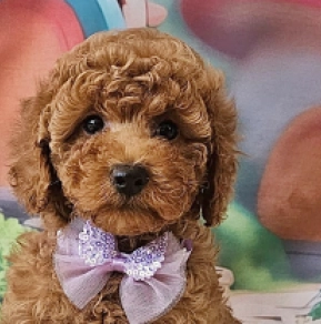 Miniature Poodle puppy for sale