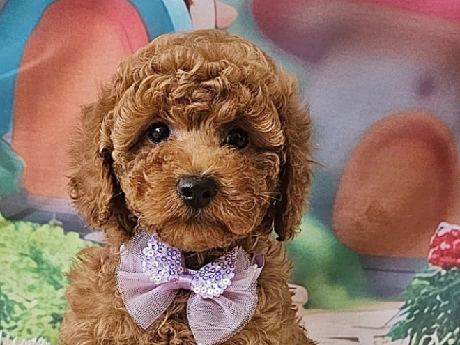 Miniature Poodle puppy for sale