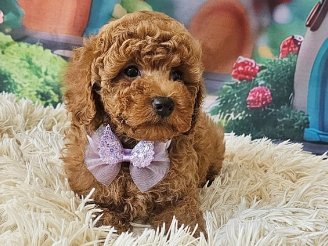 Miniature Poodle puppy for sale