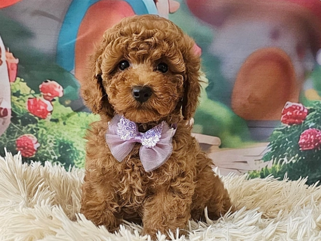 Miniature Poodle puppy for sale